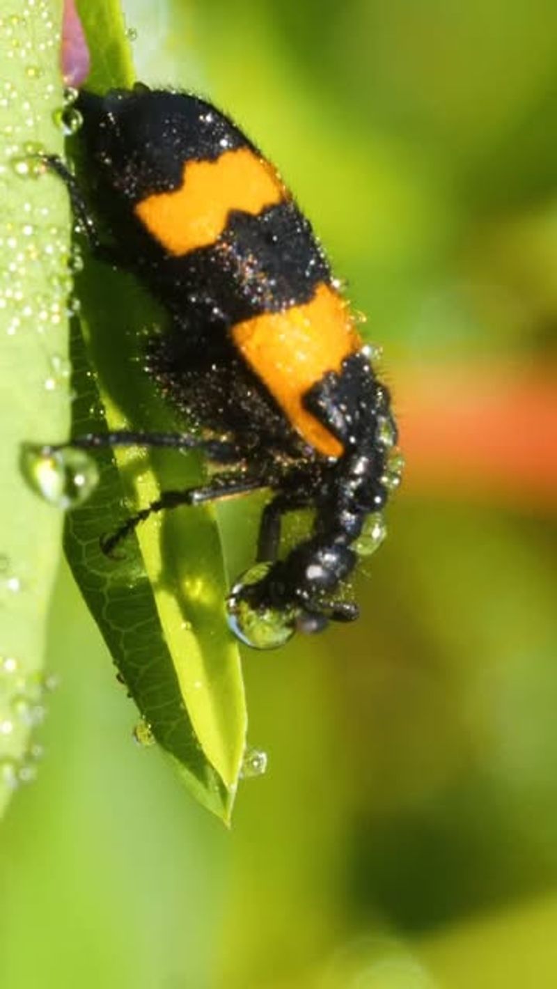 Blister Beetles