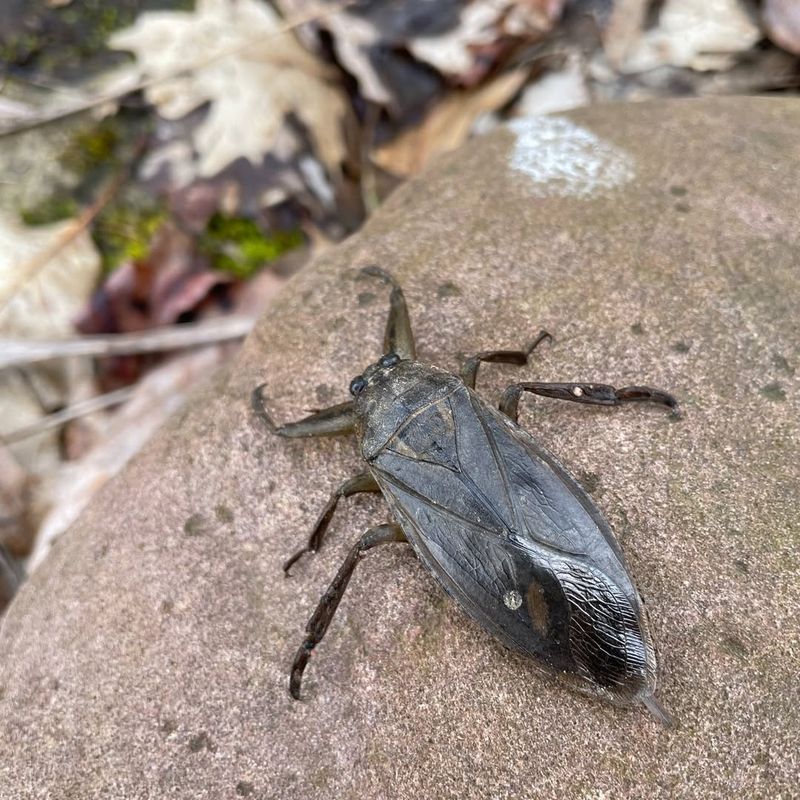 Giant Water Bug