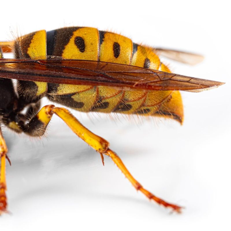 Yellowjacket