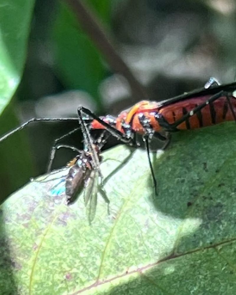 Assassin Bugs In Dense Foliage