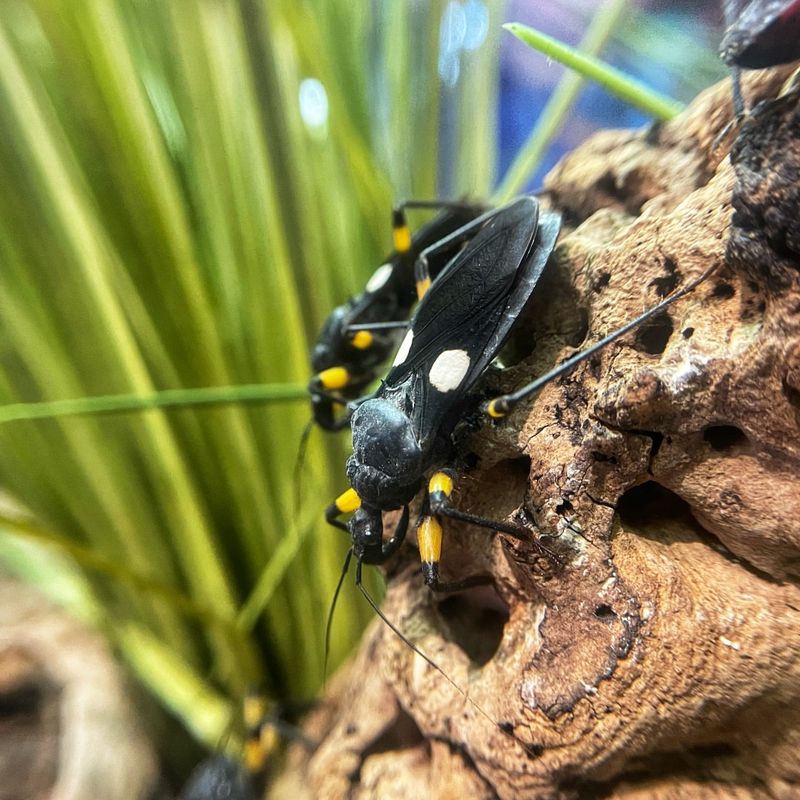 Kissing Bugs