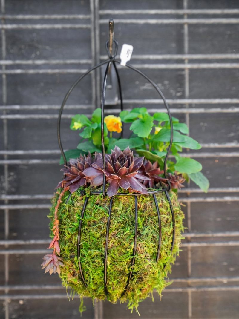 Hanging Basket Collection