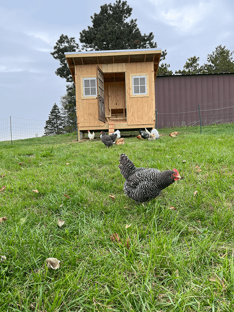 Skid-Mounted Coop