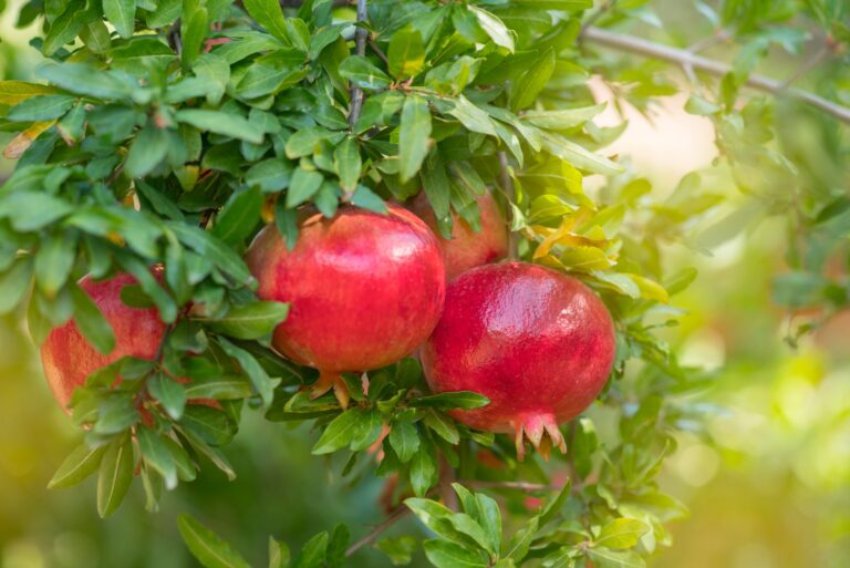 pomegranate fruits on a tree