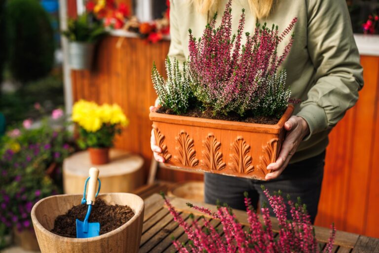 Woman holding flower pot with planted blooming heather