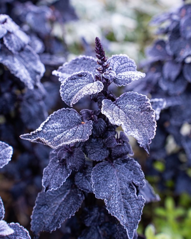 Know Your First Frost Date