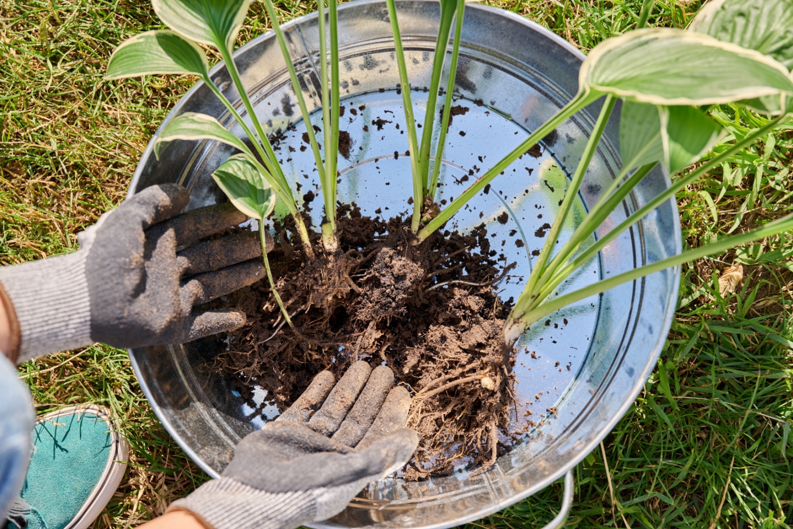 cut back hosta plant
