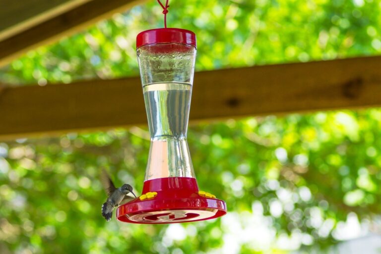 hummingbird feeder