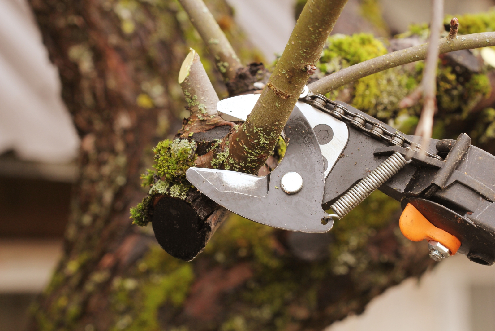 tree pruning