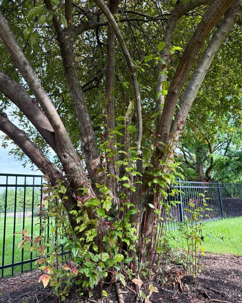 Summer Pruning Stress
