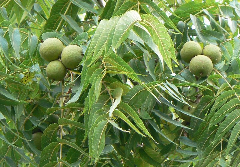 Black Walnut And Its Soil-Poisoning Habit