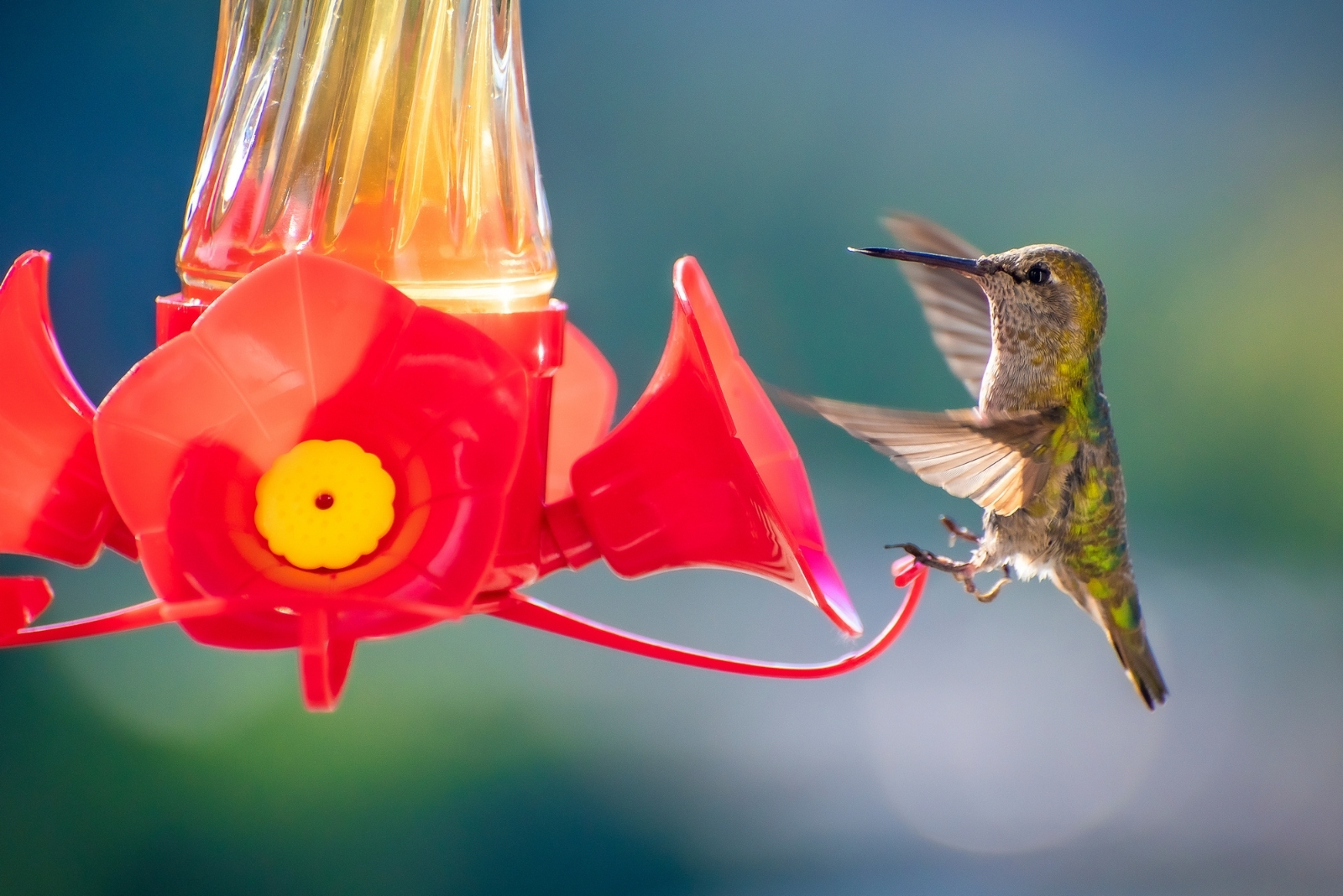 When Should You Take Down Hummingbird Feeders In Illinois