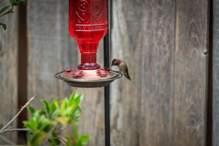 hummingbird on a feeder