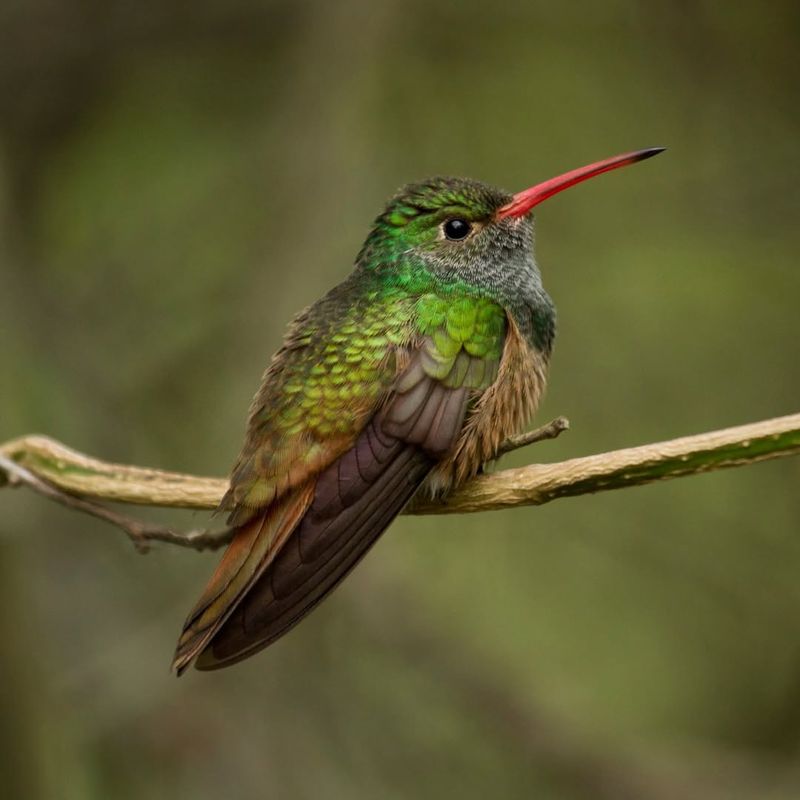 Watch For Migration Patterns In Late Fall