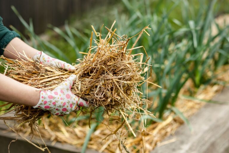 Mulch Straw for Vegetable Garden