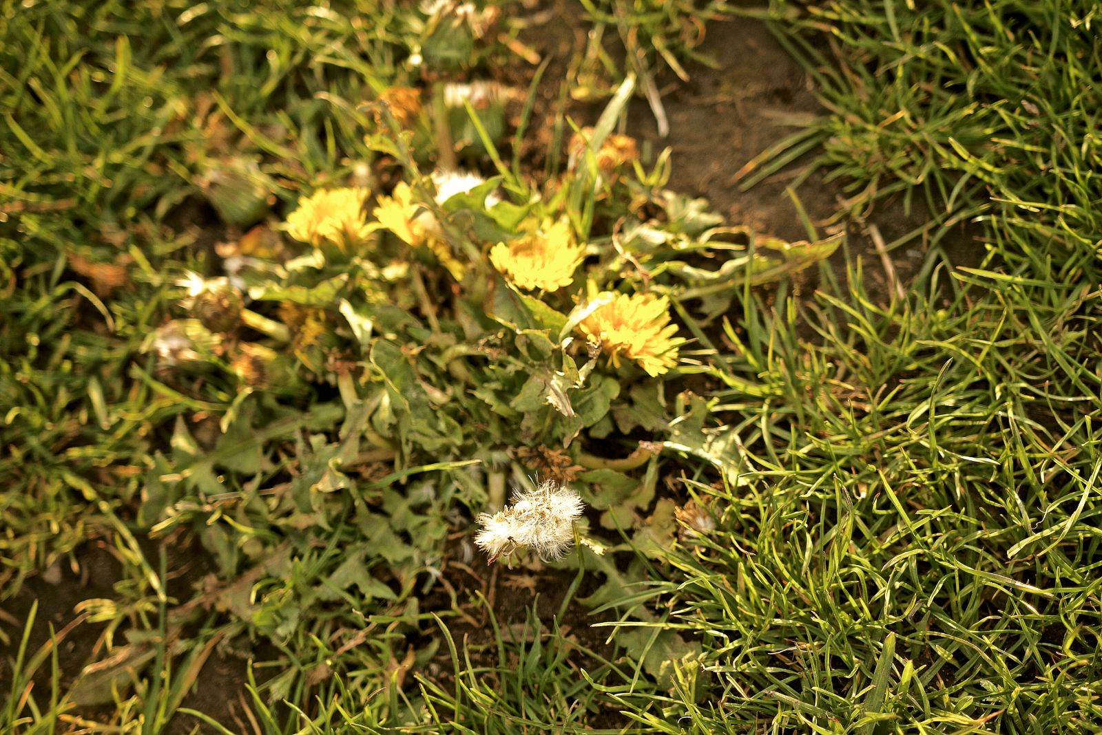 When To Apply Winter Weed Control In Kentucky And Why It Matters