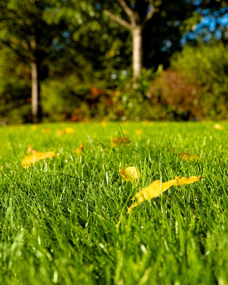 Fall Is The Prime Window For Pre-Emergent Applications