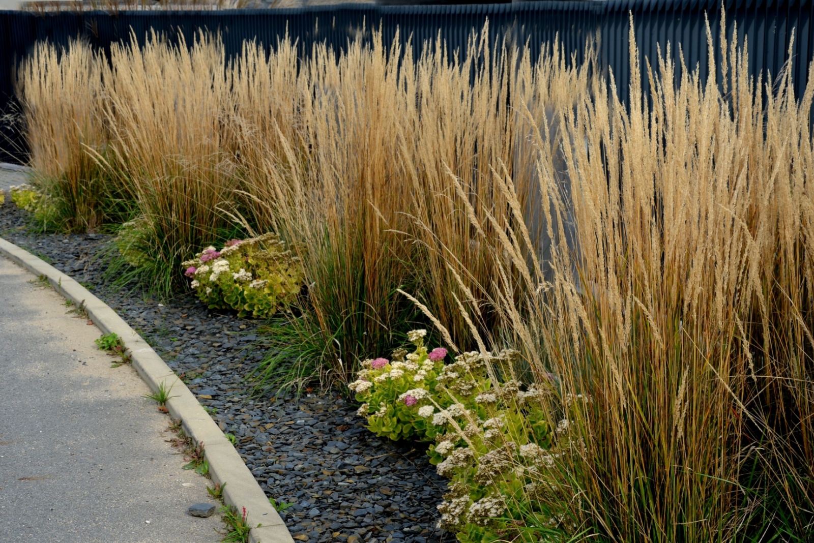 ornamental grasses in winter
