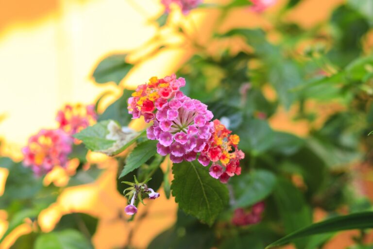 lantana