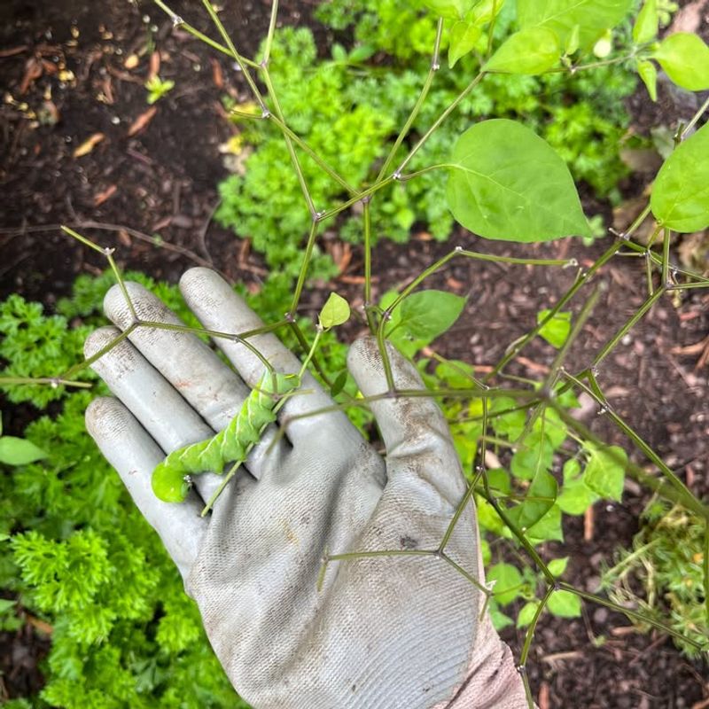 Wait Until After The Last Frost