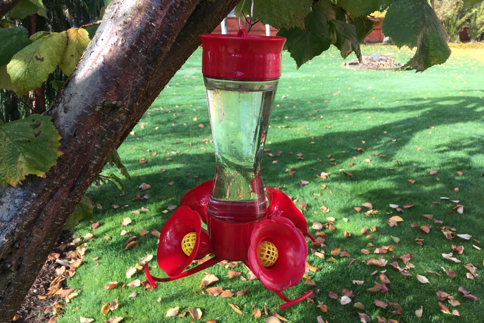 Hummingbird feeder hanging in a tree