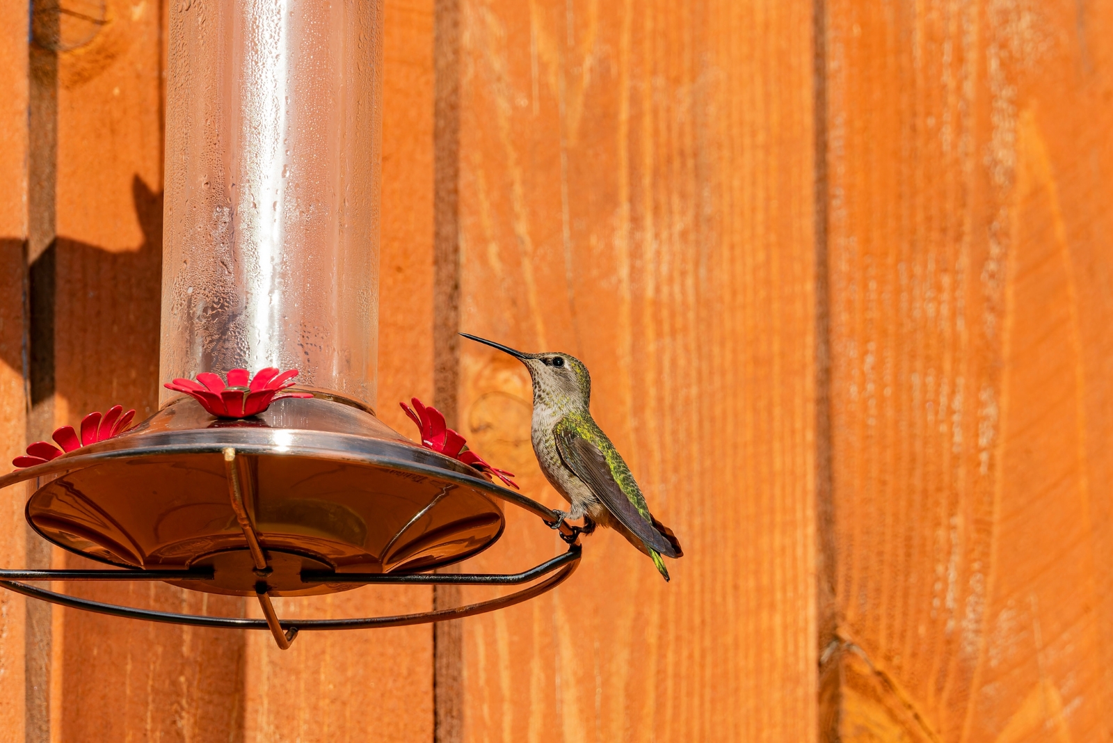 When To Take Down Hummingbird Feeders In New Jersey