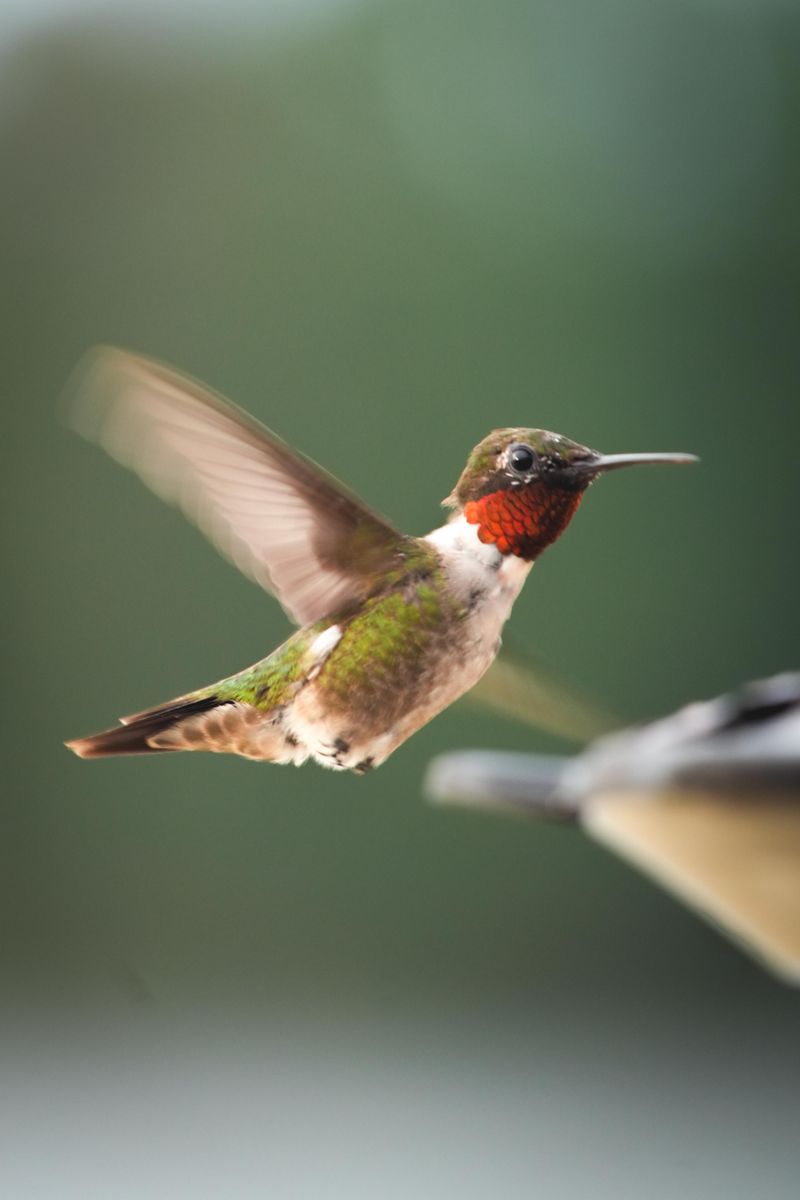 Migration Season Has Ended