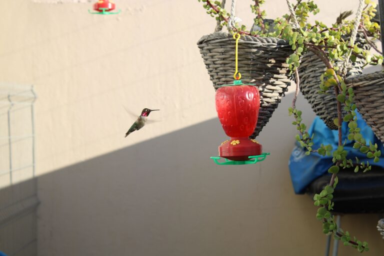 hummingbird approaching feeder