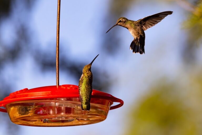 hummingbird feeder