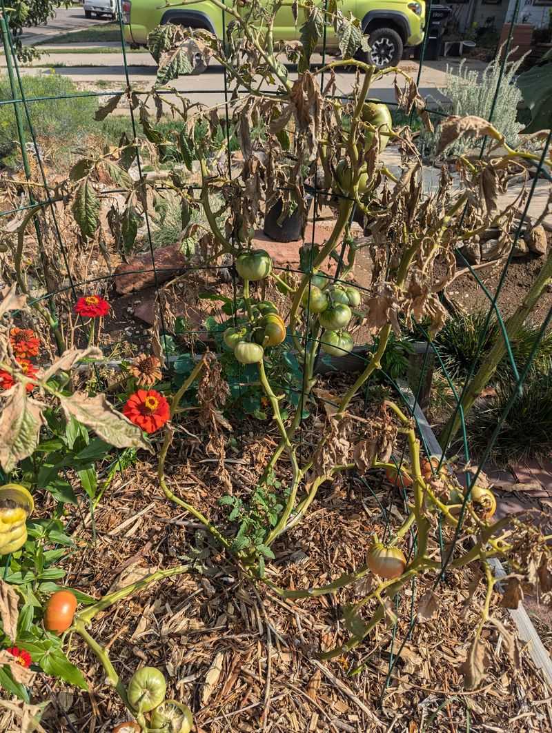 In Heavy Clay Soil Without Amendments
