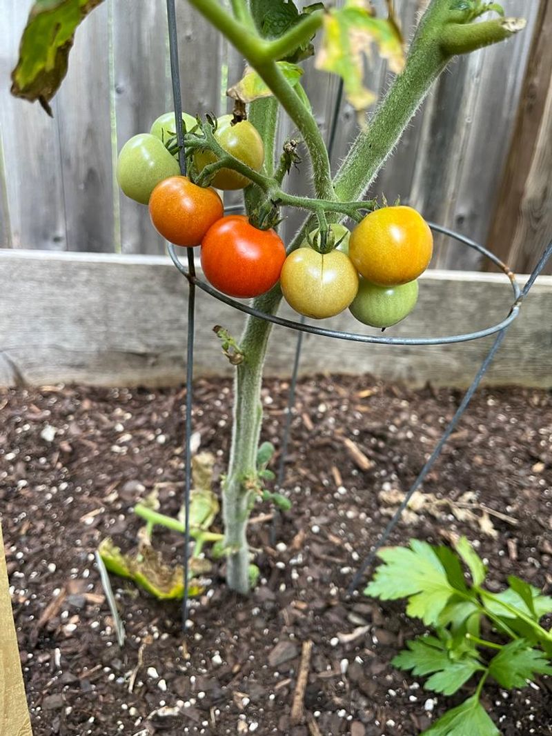 In Compacted Clay Soil Without Amendment