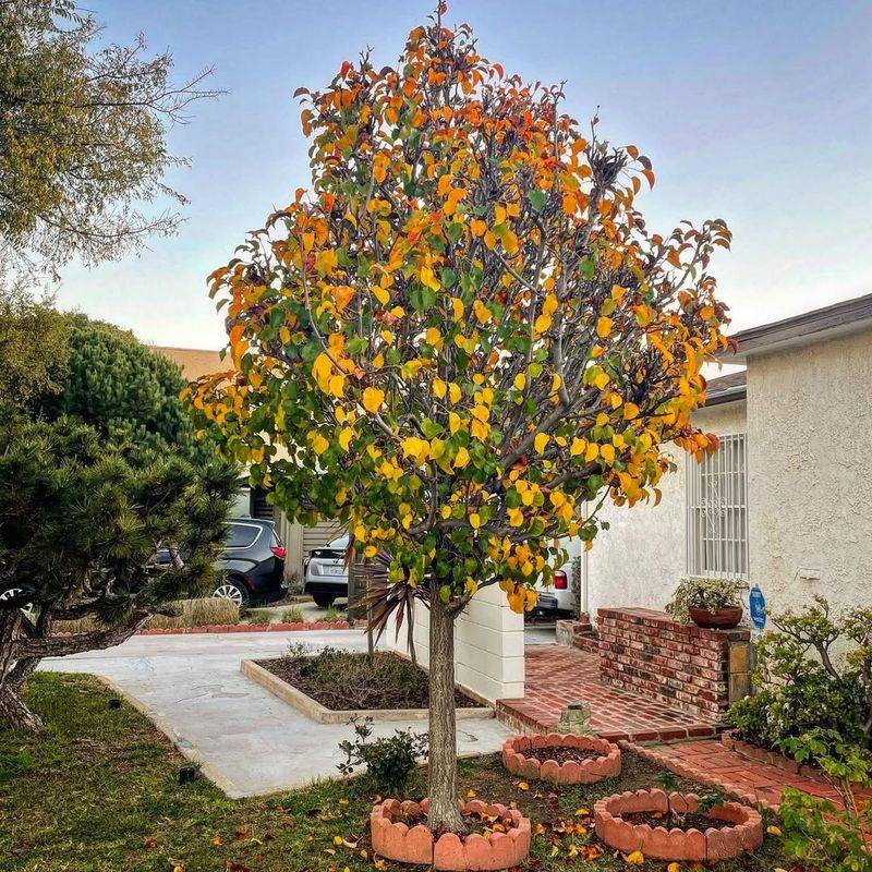 Callery Pear