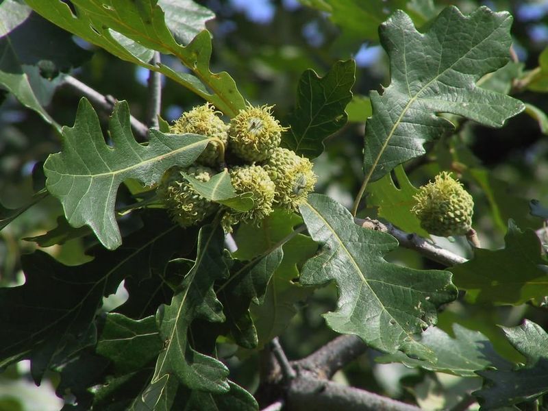 Bur Oak