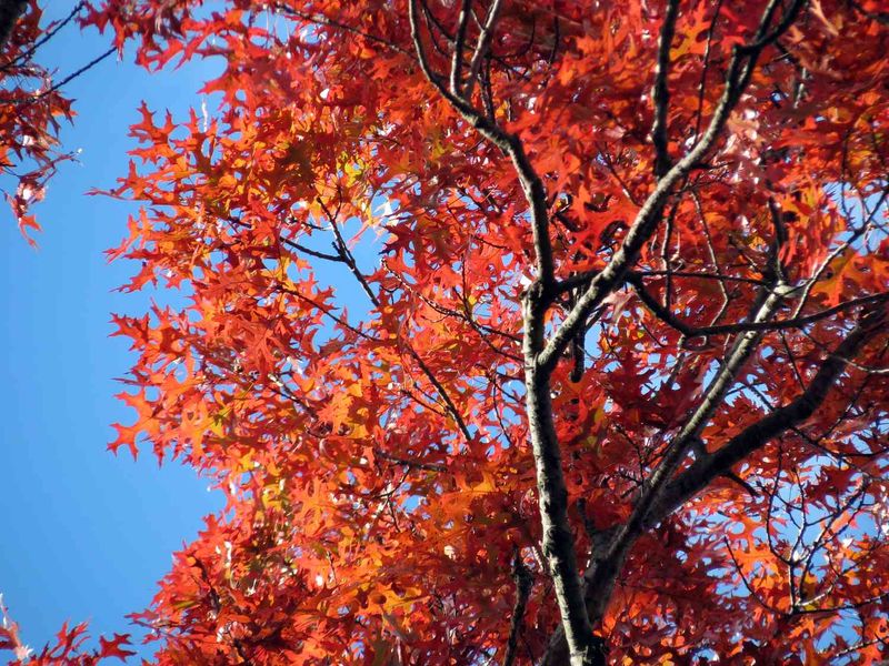Scarlet Oak: Living Up To Its Colorful Name