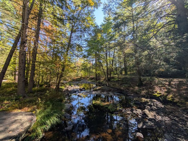 Eastern Hemlock