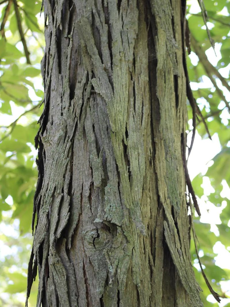 Shagbark Hickory