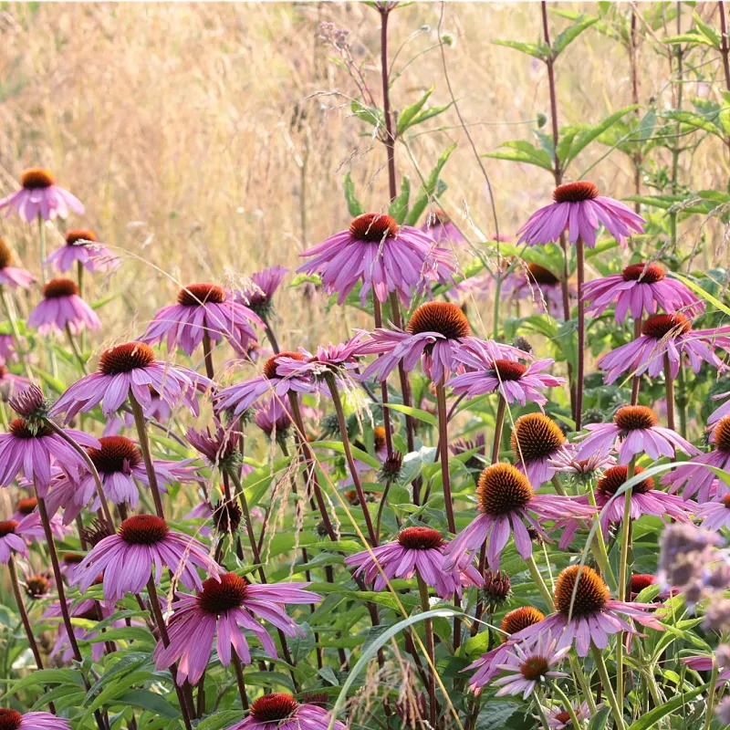 Magnus Coneflower