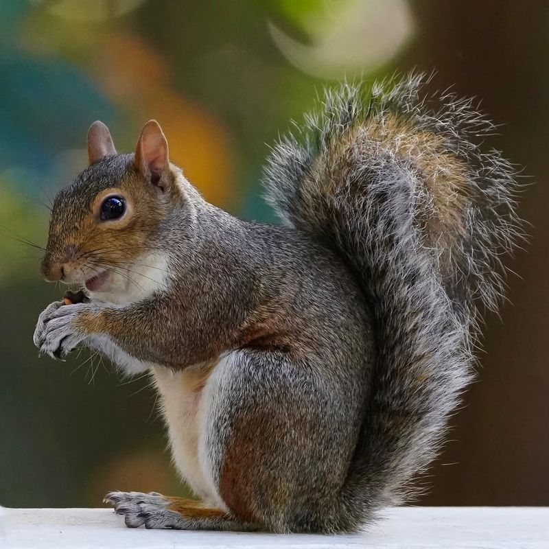Eastern Gray Squirrel
