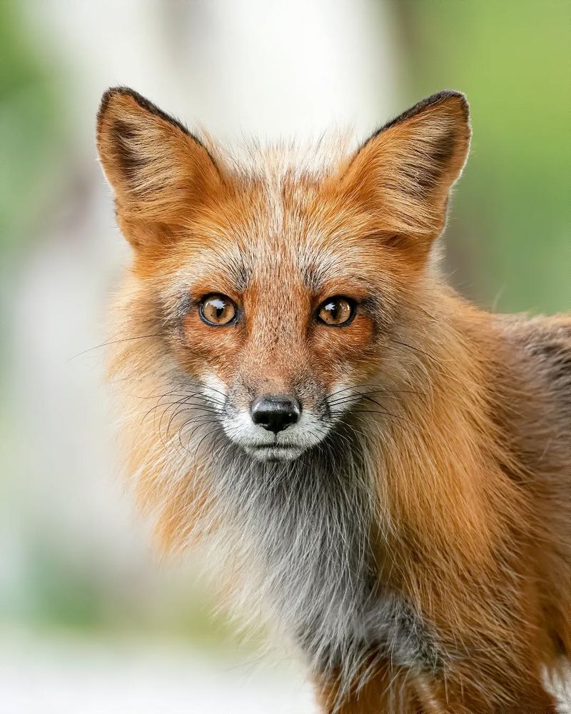 Red Fox