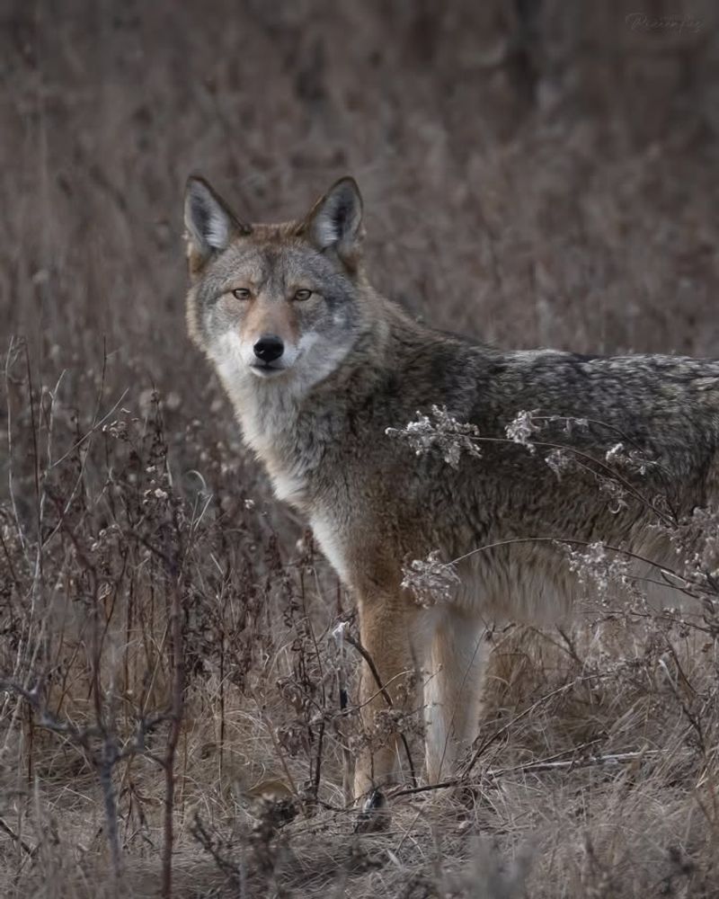 Eastern Coyote