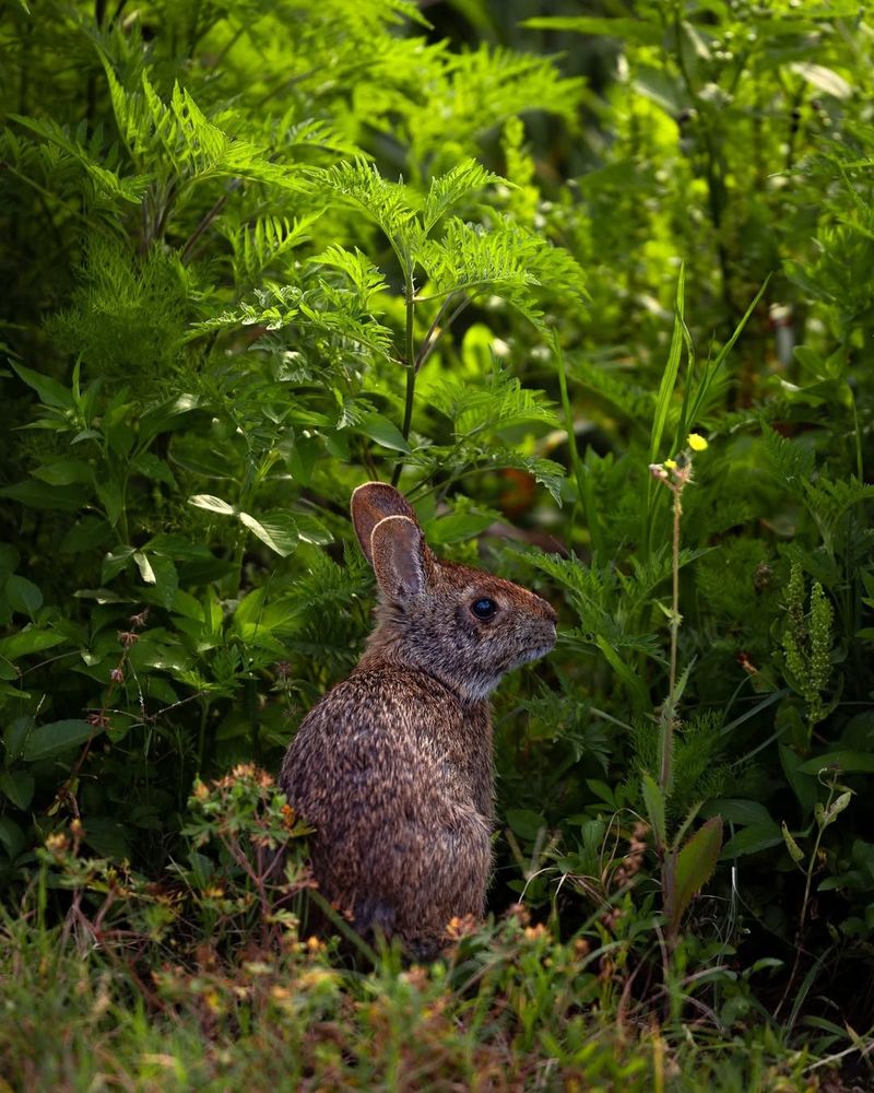 Eastern Cottontail Rabbits
