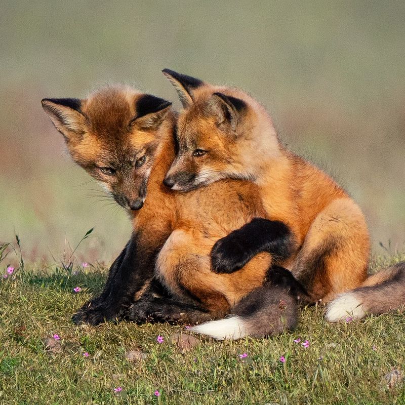 Red Foxes Hunting Near Homes