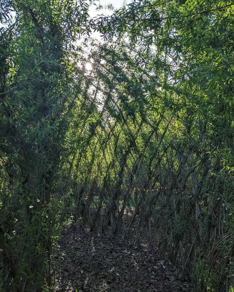 Living Willow Arbor For Natural Beauty