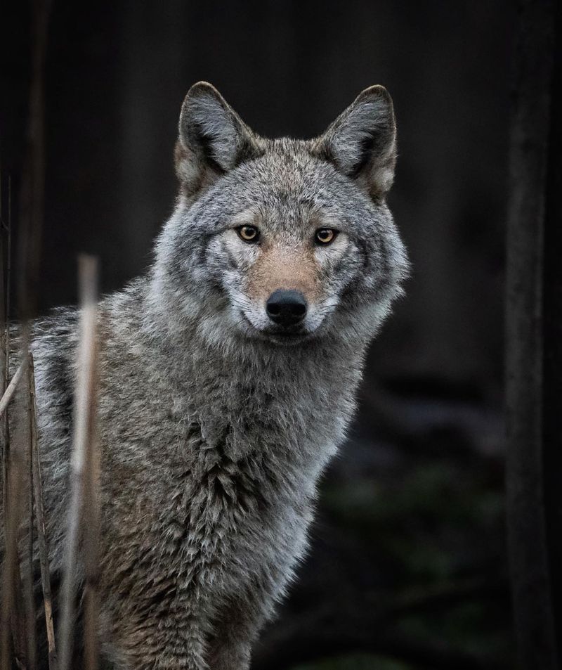Eastern Coyotes