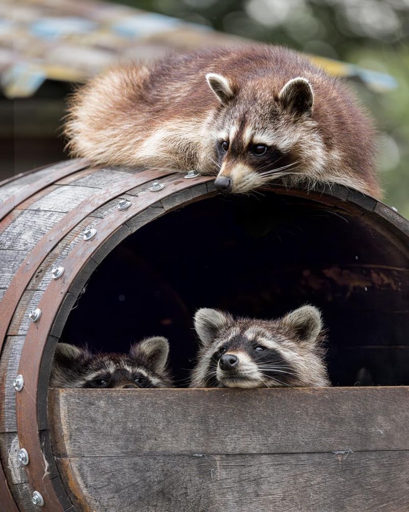Raccoon Raiders