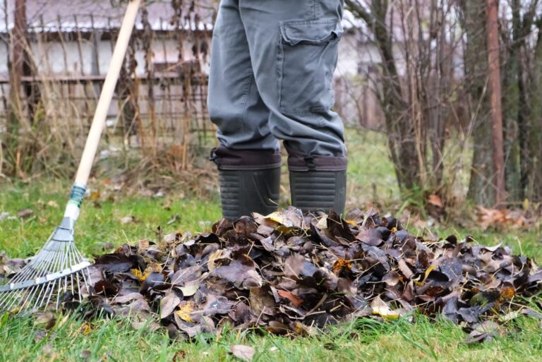 A man rakes dry fallen leaves from the ground