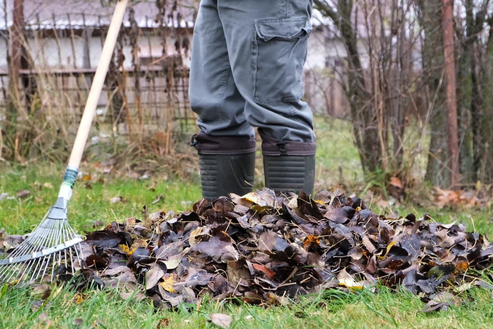 Who Is Responsible For Leaves From A Neighbor’s Tree In North Carolina