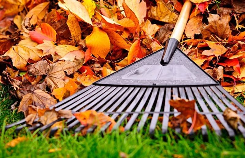 Property Owners Clean Their Own Yards