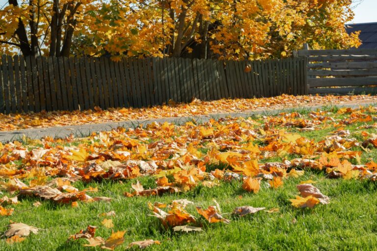 fallen leaves on the lawn