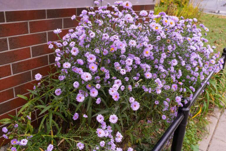 fall aster flowers